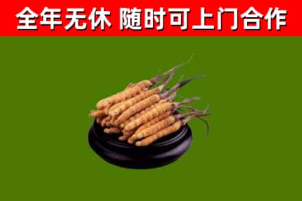 蓟州回收冬虫夏草